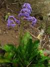Veľmi vzácny, nápadný druh, s veľkými, celistvými listami. Je endemitom Tenerife, kde rastie len v severnej časti ostrova v pohorí Sierra de Anaga.  http://www.floradecanarias.com/limonium_macrophyllum.html