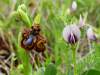 Rástla spolu s Ophrys speculum. Mimoriadne variabilná vika, ktorá mi dala pri určovaní celkom zabrať, keďže na fotke žltá nie je ani zďaleka:)  V tejto oblasti rastie viacero poddruhov, ktoré sa líšia chlpatosťou, i farbou kvetu (od belavej, žltej, cez ružovú až po svetlo fialovú). Poddruhy sa dajú spoľahlivo odlíšiť podľa plodov, ktoré v tomto období ešte neboli.
