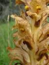 Staronový druh pre Slovensko. Hostiteľ: Centaurea scabiosa