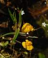 + Utricularia australis