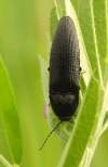 http://www.entomologiitaliani.net/public/forum/phpBB3/viewtopic.php?f=11&t=18468<br>http://coleoptera.ksib.pl/search.php?img=15264