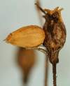 larva v semenovitom puzdierku na Viscaria. Druh je živorodý.