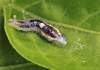 10 mm larva, cf.