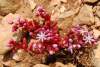 Stredomorský druh s typicky červeným sfarbením listov a stoniek, kvety bývajú až belasé