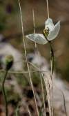 Papaver dubium subsp. austromoravicum