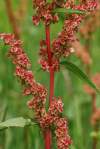 Druh mohutného vzrastu s charakteristickým červeným zafarbením súkvetia a stoniek. Mladé listy sú jedlé.