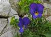 Viola saxatilis subsp. saxatilis