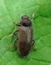 http://coleoptera.ksib.pl/search.php?img=14773
