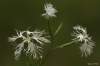 Dianthus superbus subsp. superbus