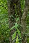 Zriedkavejší druh rastúci v teplomilných listnatých lesoch a ich okrajoch najmä na južnom Slovensku. <br>Dva poddruhy vyskytujúce sa aj spolu na rovnakom stanovišti sa líšia tvarom listov - L. quercina subsp. quercina má listy delené a podobá sa trochu na Mycelis muralis.