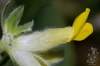 Anthyllis vulneraria subsp. alpestris