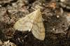 Motýľ prilieta na svetlo, krémová bodkovaná húsenica sa vyvíja v kvetenstve Divozelu, na ktorom som ju odchoval.