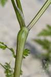 Anthriscus cerefolium subsp. trichospermus