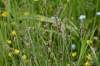 syn: Carex praecox subsp. curvata