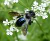 včela s kovovo modrým bruškom a bielymi chlpmi<br><br>ťažko sa fotí