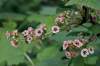 na rozdiel od Ribes alpinum má:<br>- obojpohlavné kvety<br>- listene dosahujú najviac do 2/3 kvetnej stopky
