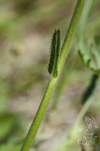 Verbascum phoeniceum