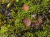 Na "živej streche", ktorá zarastá cca 20 rokov prirodzene machom a trávami vyrástli takéto "ružovo-červeno-bordové" hubky. Potešili. Mikroskopoval Richard.