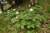 Poddruh subsp. russoi má chlpaté listové stopky a spodné strany listov a kvety od bielej po ružovú, alebo ružovo fŕkané, taxón je uvádzaný aj na úrovni variety (Paeonia mascula subsp. mascula var. russoi).