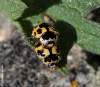 Slunéčko čtrnáctitečné (Propylea quatuordecimpunctata var. weisei)