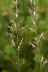 Mohutná tráva s bordovo škvrnitými kláskami. Od podobnej A. versicolor sa líši spodnými listami širokými až vyše 1 cm a listovými pošvami, ktoré sú silne dvojrezne sploštené.
