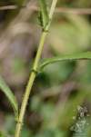 Leucanthemum margaritae