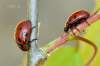 http://hmyzslovenska.info/index.php/Coleoptera/Chrysomelidae/Chrysomelinae/Gonioctena-decemnotata
