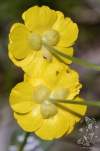 Ranunculus breyninus