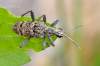 http://hmyzslovenska.info/index.php/Coleoptera/Cerambycidae/Lepturinae/Rhagium-inquisitor