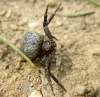 stredne veľký pavúk, väčší ako väčšina bežníkov<br><br>http://wiki.arages.de/index.php?title=Xysticus_acerbus
