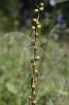 Lilium bulbiferum subsp. bulbiferum