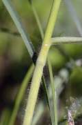 Bromus erectus subsp. erectus