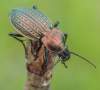 Carabus granulatus