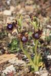https://botany.cz/cs/ophrys-ciliata/<br>syn. Ophrys ciliata