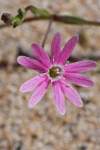 http://www.jagel.nrw/peloponnes/FamCaryophyllaceae.htm#silene_corinthiaca<br>https://www.greekflora.gr/en/flowers/1198/Silene-corinthiaca