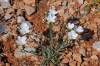 http://www.jagel.nrw/peloponnes/FamLinaceae.html#linum_phitosianum<br>https://www.greekflora.gr/en/flowers/0674/Linum-phitosianum<br>kriticky ohrozený druh ( CR )<br>endemit J Lakónie