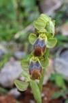 https://botany.cz/cs/ophrys-fusca/<br>Orchideje Evropy a přilehlých oblastí, Academia 2009, s. 162-163<br>pod ochranou CITES