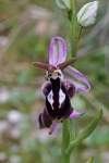https://www.orchidelforge.eu/herbpide/X_Op_borg.pdf<br>kríženec Ophrys spruneri x Ophrys reinholdii<br>všetky tri druhy sa nachádzali blízko seba