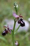 https://www.orchidelforge.eu/herbpide/X_Op_borg.pdf<br>kríženec Ophrys spruneri x Ophrys reinholdii<br>všetky tri druhy sa nachádzali blízko seba