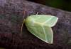 https://www.lacotabi-photo.sk/gallery/lepidoptera-motyle/bena-bicolorana-60f599464731c00017240232