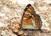 https://www.lacotabi-photo.sk/gallery/lepidoptera-motyle/limenitis-populi-62a62a4259fb030017cdb589