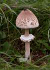 https://www.lacotabi-photo.sk/gallery/fungi-huby/macrolepiota-konradii-634d87be55b2ff0017ed2439